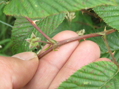 Rubus megalococcus