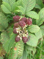 Rubus megalococcus
