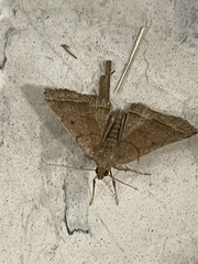 Zanclognatha marcidilinea