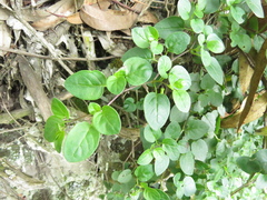 Salpichroa tristis