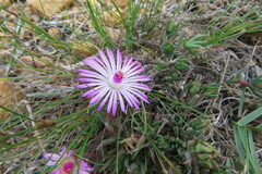 Lampranthus aduncus