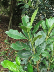 Gaiadendron punctatum