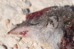 Crocidura suaveolens