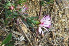 Lampranthus aduncus