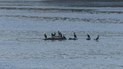 Phalacrocorax carbo
