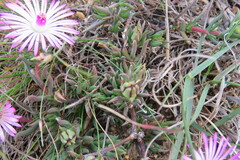Lampranthus aduncus