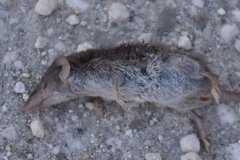 Crocidura suaveolens