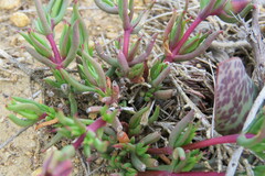 Lampranthus aduncus