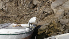 Egretta garzetta
