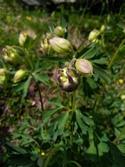 Aquilegia alpina