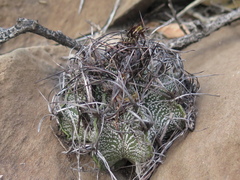 Astrophytum capricorne