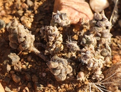 Anacampseros albidiflora