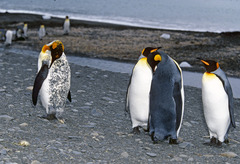 King Penguin photo 6