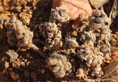 Anacampseros albidiflora