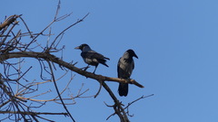 Corvus cornix