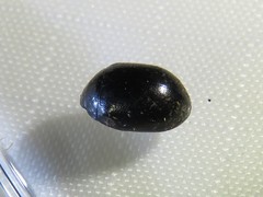 Nosodendron unicolor