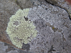 Dimelaena oreina
