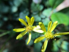 Packera bolanderi bolanderi