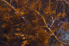 Acrocarpia paniculata