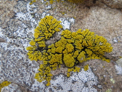 Candelina submexicana