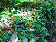 Packera bolanderi bolanderi