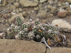 Grusonia bulbispina