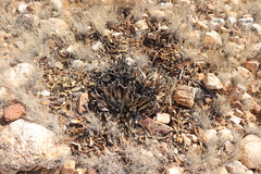 Aloe claviflora