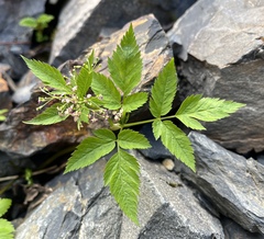 Osmorhiza depauperata