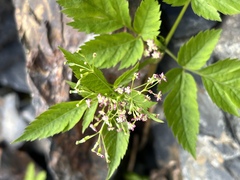 Osmorhiza depauperata