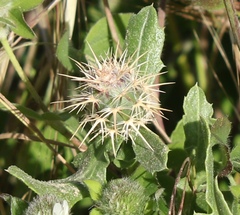 Centaurea sphaerocephala
