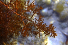 Acrocarpia paniculata