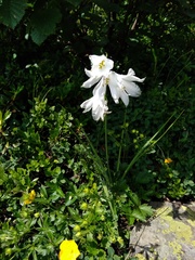 Paradisea liliastrum