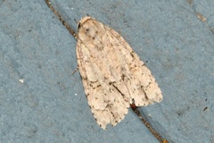 Acronicta modica