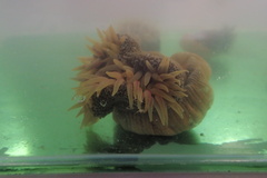 Bunodosoma granuliferum