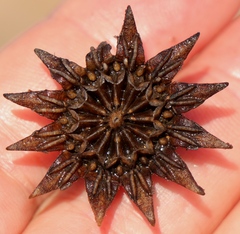 Pleiospilos compactus