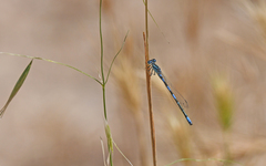 Coenagrion caerulescens