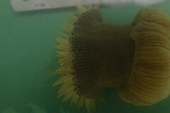 Bunodosoma granuliferum