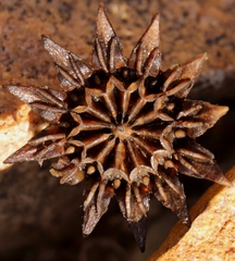 Pleiospilos compactus