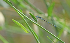 Coenagrion caerulescens