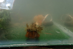 Bunodosoma granuliferum