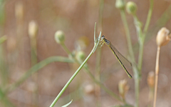 Coenagrion caerulescens