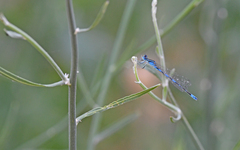 Coenagrion caerulescens