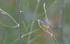Coenagrion caerulescens