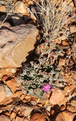 Antimima piscodora