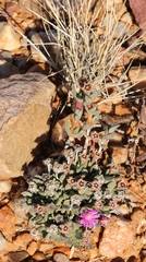 Antimima piscodora