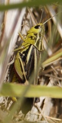 Arcyptera fusca