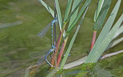 Coenagrion caerulescens