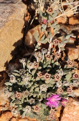 Antimima piscodora