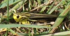 Arcyptera fusca