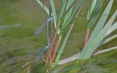 Coenagrion caerulescens